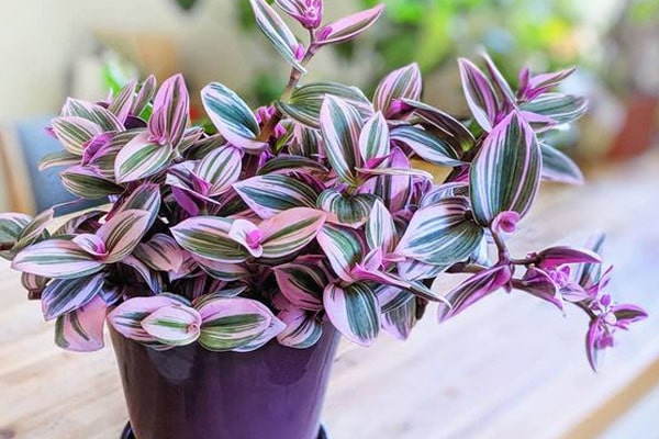 مشکلات گیاه  برگ بیدی